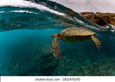sea turtle swimming in the blue ocean