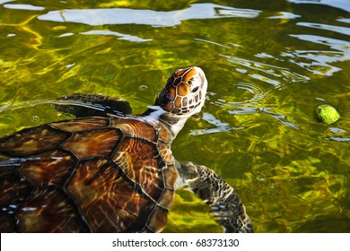 Sea Turtle Swimming In Farm Pond, Thailand