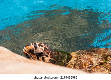 Sea Turtle Swimming In A Local Environmental Conservation Pool, Highlighting The Fin, Skin Texture And Head.