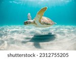 Sea turtle swimming in the ocean, gliding over the sandy seafloor in the shallow waters just off the beach on a sunny day.