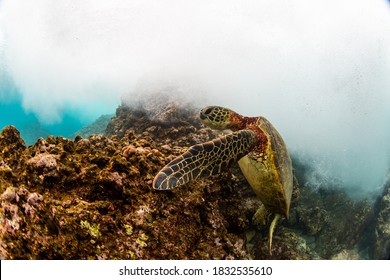 sea turtle swimming on a reef