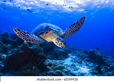 Sea turtle swimming over the coral reef - Shutterstock ID 63199918