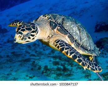 Sea Turtle Swimming Over Sand Blue Stock Photo (Edit Now) 1033847137