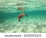 Sea Turtle swimming at Rum Point Beach, in Grand Cayman.