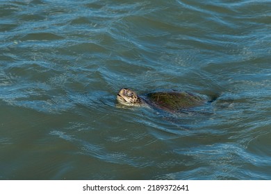 Sea Turtle Swimming In The Santos Port Channel, Brazil.