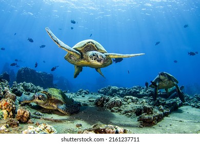 Sea turtle swimming undersea. Undersea swimming sea turtle - Shutterstock ID 2161237711