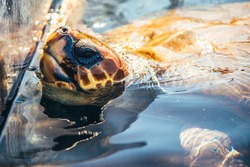 Sea Turtle Swimming In The Water.