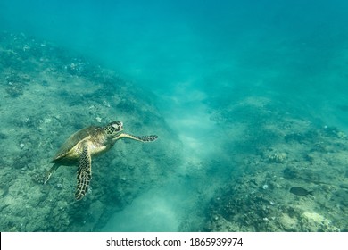 A sea turtle swims up from the reef and ocean floor