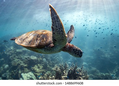 Sea Turtle Swims Through School Of Fish, Ningaloo Reef, Western Australia 