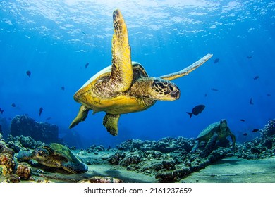 Sea turtle swims underwater. Underwater sea turtle. Sea turtle in underwater world. Sea turtle undersea