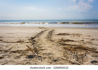 Sea Turtle Tracks Along The Atlantic Ocean In Sea Island, Georgia, USA