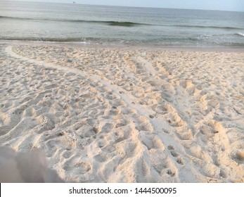 Sea Turtle Tracks  on Gulf Coast Beach, Alabama - 2019 nesting season