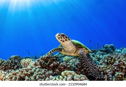 Sea Turtle In Under Water Scene