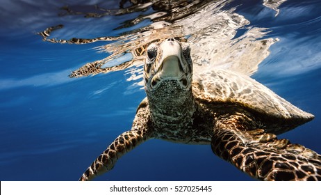 Sea turtle underwater