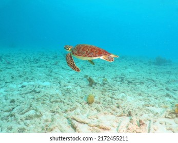 Sea Turtle Underwater Bonaire Snorkle Scuba