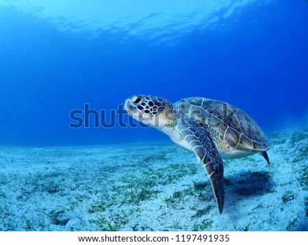 sea turtle underwater green turtle swim blue water greenturtle ocean scenery Stock photo © 