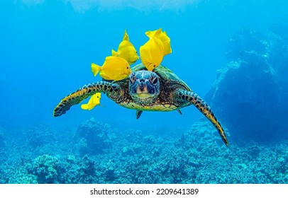 Sea turtle underwater surrounded by yellow coral fish. Sea turtle in underwater world. Sea turtle swim underwater. Underwater sea turtle