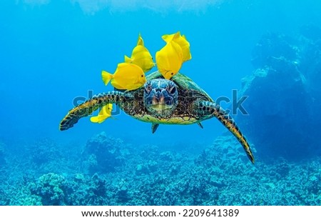 Sea turtle underwater surroundings by yellow coral fish. Sea turtle in underwater world