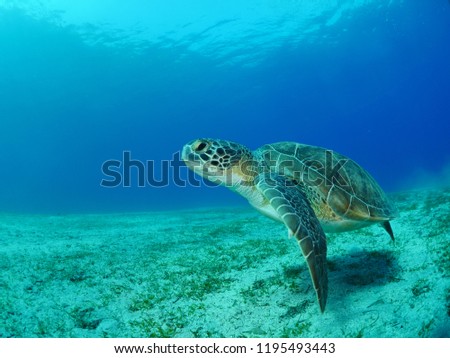 sea turtle underwater swim blue water under sea ocean scenery green turtle Stock photo © 