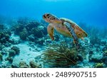 Sea turtle underwater. Sea turtle in the underwater world. Swimming sea turtle underwater. Underwater sea turtle