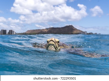 Sea Turtle, Waikiki Beach Hawaii