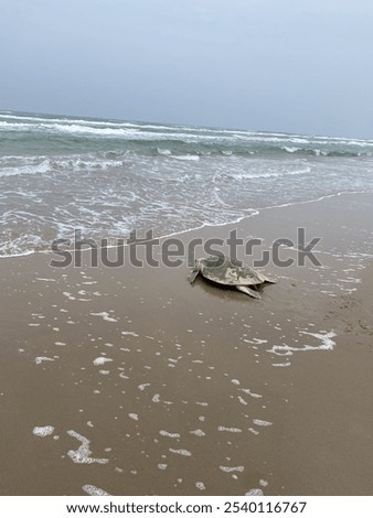 Sea Turtle Walking back into the Ocean