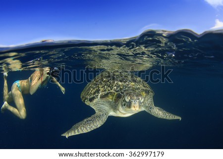 Sea Turtle and young woman snorkeling