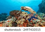 
Sea turtles are ancient, graceful marine reptiles known for their vibrant shells and long migrations. They play a crucial role in marine ecosystems but face threats like habitat loss and pollution. 