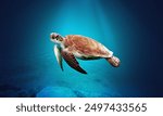 
Sea turtles are ancient, graceful marine reptiles known for their vibrant shells and long migrations. They play a crucial role in marine ecosystems but face threats like habitat loss and pollution. 