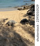 Sea turtles at Baldwin Beach Cove on the island of Maui, Hawaii