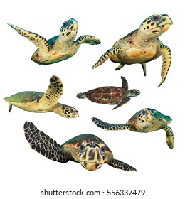 Sea Turtles. Hawksbill Turtle And Green Turtle Cut Outs. Turtles On White Background