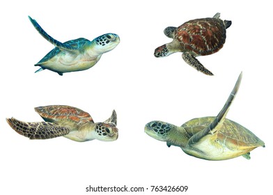 28,278 Green turtle isolated Images, Stock Photos & Vectors | Shutterstock