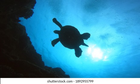 Sea Turtles In Kauai, Hawaii