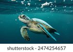 Sea turtles are large, air-breathing reptiles that inhabit tropical and subtropical seas throughout the world. Their shells consist of an upper part (carapace) and a lower section (plastron).