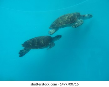 The sea turtles at the ocean world in Okinawa.