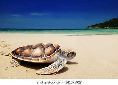 Sea turtles on the beach