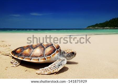 Sea turtles on the beach