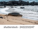 sea turtles on the beach in hawaii - Poipu, kauai