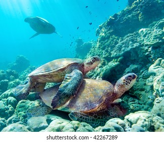 Sea Turtles On Green Tropical Reef In Maui, Hawaii