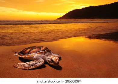 Sea Turtles On Sunset Beach