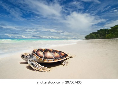 Sea Turtles On The White Sand Beach