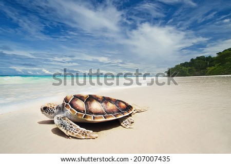 Sea turtles on the white sand beach