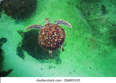 Sea turtles in the pool in the National Oceanographic Museum of Vietnam. Nha Trang