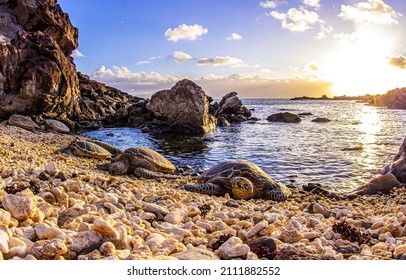 Sea turtles relax on the beach. Rocky beach sea turtles. Sea turtles on rocky beach. Sea turtles rest