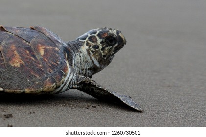 Sea Turtles, Kemp’s Ridley