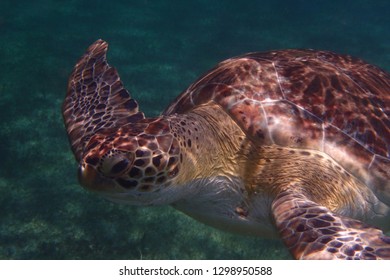 Sea Turtles Snorkeling In St Kitts Caribbean Island On The Atlantic Ocean Side Scenic Ocean Life