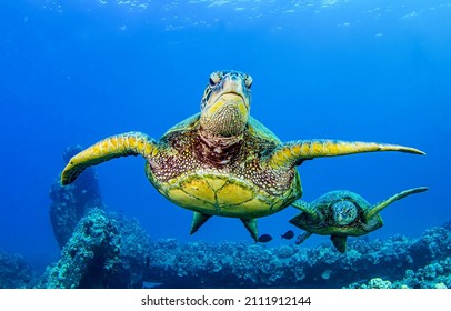 Sea turtles swim underwater scene. Aquatic animals undersea
