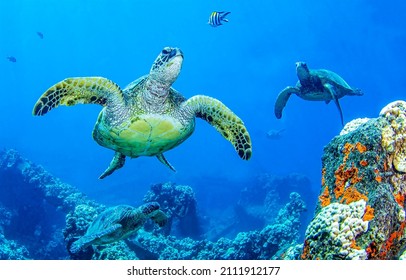 Sea turtles swim underwater scene. Underwater sea turtles view. Underwater sea turtles. Sea turtles underwater