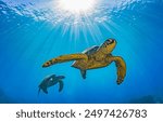 Sea turtles swim in the underwater. Underwater sea turtles. Sea turtles underwater. Sea turtles undersea