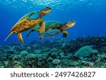 Sea turtles swim in the underwater. Underwater sea turtles. Sea turtles undrsea. Sea turtles underwater